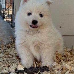 Archie - White male Japanese Spitz puppy in Sebastopol, California from IMag Japanese Spitz