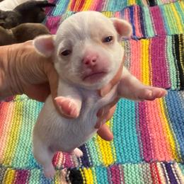 Aldo - Cream and white male Chihuahua puppy in Summerfield, Florida from Uey’s Chihuahuas