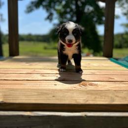 Rubble - Black tri male Miniature Australian Shepherd puppy in Doddridge, Arkansas from Huddleston Farm
