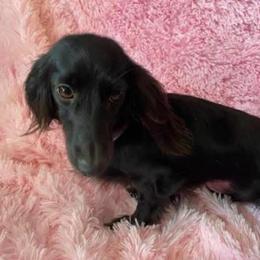 Beauty - Black female Dachshund puppy in El Paso, Texas from IVK9's Dachshunds