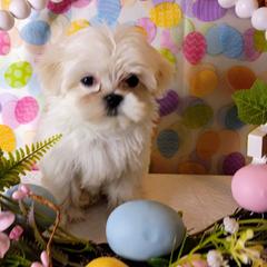 Bentley - White male Mal-Shi puppy in Boca Raton, Florida from Tina-Marie's Pups