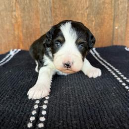 Sunny - Black tri-color male Aussiedoodle puppy in Eastland, Texas from H5 Mini Doodles