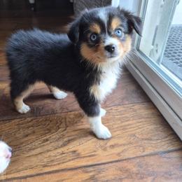 Sia - Black tri female Toy Australian Shepherd puppy in Fresno, California from Alpine Tails