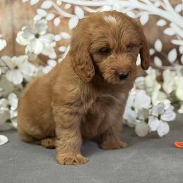 Midnight - Apricot male Goldendoodle puppy in Norton, Ohio from Keepsake Doodles