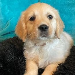 Pickles - Light golden male Golden Retriever puppy in Ennis, Texas from Amberidge Golden Retrievers