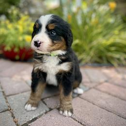 Bernedoodle and Bernese Mountain Dog Puppies from Bernese By Barzees