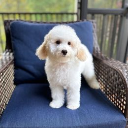 Mister Orange - Caramel red male Labradoodle puppy in Travelers Rest, South Carolina from Doodles of Love Labradoodles