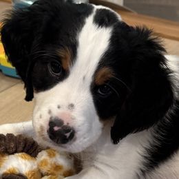 Beacon - Lady Liberty Litter - male Australian Mountain Doodle puppy in Greenville, Ohio from Woodbriar Wags