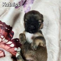 Katniss - Brown female Lhasa Apso puppy in Jefferson, New York from Absolute Lhasa Love