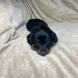 Klaus - Black and tan male Dachshund puppy in Richmond, Virginia from Paw Prints