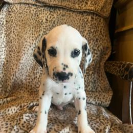 Crunch - White and black male Dalmatian puppy in Austin, Texas from Dazzling Dalz