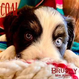 BRUSHY CREEKS COAL - Black tri male Miniature Australian Shepherd puppy in Red Oak, Texas from Brushy Creek Aussies & Mini Aussies