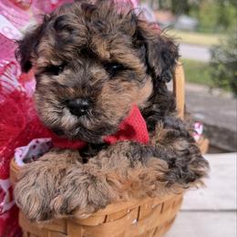 ESA lines Solomon drop dead gorgeous sable - Sable male Schnoodle puppy in Temple, Texas from Schnauzers Of Taylor