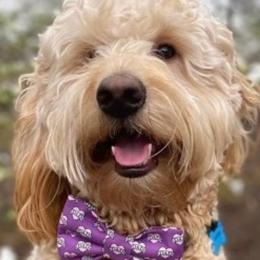 Hank - Goldendoodle