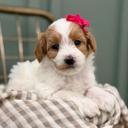 Pink collar MISSY - Parti female Goldendoodle puppy in Salem, Utah from Aspen Doodles