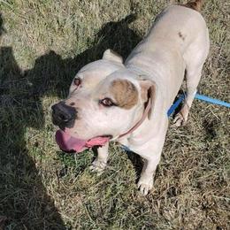 American Bulldogs from Offerman Family Bulldogs