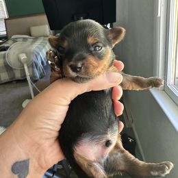 3 - Black and gold male Yorkshire Terrier puppy in Sterling, Colorado from Nikki’s Yorkies & Doodles