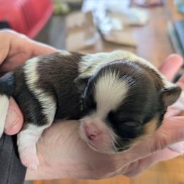 Heartie...named for the heart show on her back she is dark brown or black and white .. - Black and white female Shih Tzu puppy in Lostant, Illinois from Bella's Babies