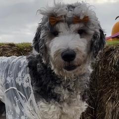 Feyre - Saint Berdoodle