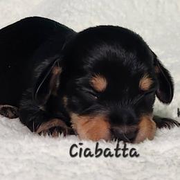Ciabatta - Black and tan male Dachshund puppy in Mount Sherman, Kentucky from Kaleidoscope Dachshunds and Whippets