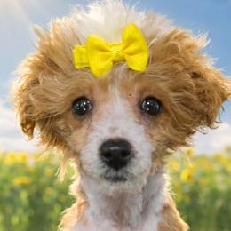 Morkies, Poodles, Shorkies, Yorkipoos, and Yorkshire Terriers from Southern Charn Precious Paws