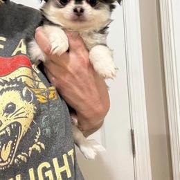 Boy 2 - male Chihuahua puppy in Seneca, South Carolina from April’s Menagerie