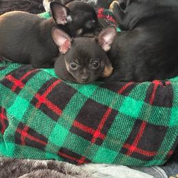 AKC registered Boy 2 - Black and tan male Chihuahua puppy in Anoka, Minnesota from Anoka County MN AKC Chihuahuas