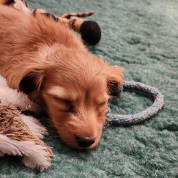 Dachshund Puppies from Queen City Dachshunds