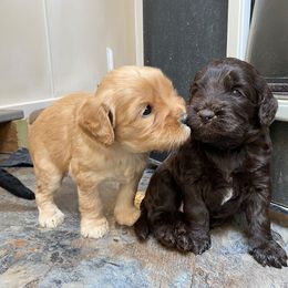 Australian Labradoodle Puppies from Bedrock Labradoodles