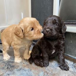 Australian Labradoodle Puppies from Bedrock Labradoodles