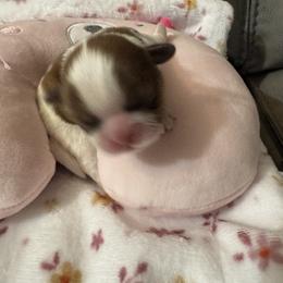 Jessie - Red and white female Shih Tzu puppy in Detroit, Michigan from Friends4everkennel LLC