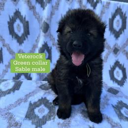 Veterock - Sable male German Shepherd puppy in New Cambria, Missouri from Des Hausraben Shepherds