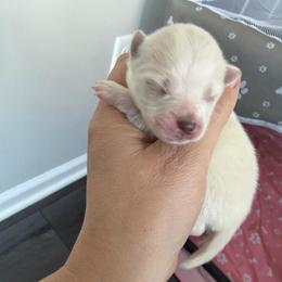White B - White female Pomeranian puppy in Cheektowaga, New York from Luxe Legacy Pomeranians