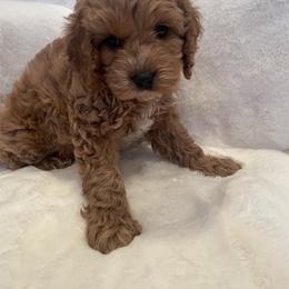 Cockapoo Puppies from M&M Cockapoos of Iowa