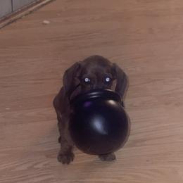 Dachshund Puppies from Bootheel Doxies