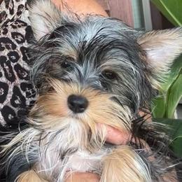 Finn - Black and tan male Yorkshire Terrier puppy in Owasso/Tulsa, Oklahoma from Prestigious Pups