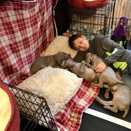 Weimaraner Puppies from Zauberhaft Weimaraners