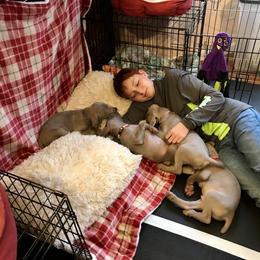 Weimaraner Puppies from Zauberhaft Weimaraners