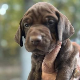 German Shorthaired Pointers from County Line Pointers