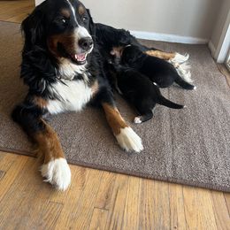 Bernese Mountain Dog Puppies from Bastian Mountain Dogs