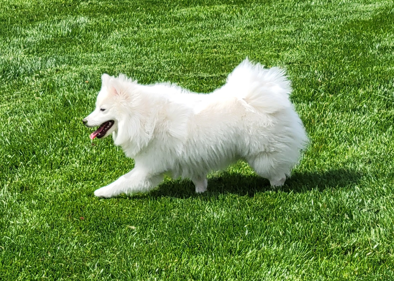Mavis - American Eskimo Dog