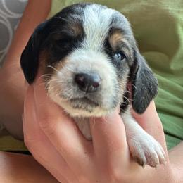 Male 1 - Black brown and white male Basset Hound puppy in Lindley, New York from Hill Top Basset Hounds & Cane Corso