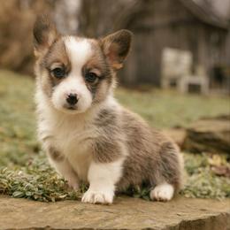 Cody - Sable male Pembroke Welsh Corgi puppy in Narvon, Pennsylvania from Corgi Companions (license number 18998)
