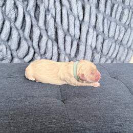 Baby blue - Cream female Goldendoodle puppy in Mount Pleasant, Utah from Betty's Goldendoodles