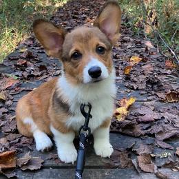 Pembroke Welsh Corgis from DandyLyons Corgis