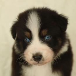 Isaiah - Black tri-color male Australian Shepherd puppy in Leavenworth, Kansas from Silverbrook Australian Shepherds