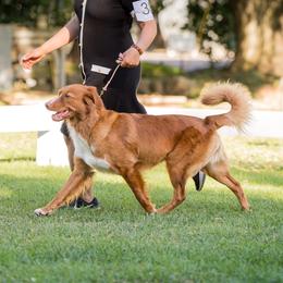 Nova Scotia Duck Tolling Retriever Puppies from Temperis Tollers