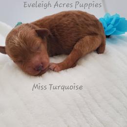 Miss Turquoise - Red  female Poodle puppy in Leitchfield, Kentucky from Eveleigh Acres Puppies