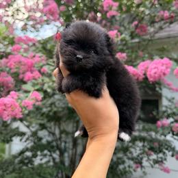 Bo Peep - Black female Pomeranian puppy in Muskogee, Oklahoma from Wonderlust Pomeranians