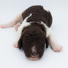 Bernedoodle, Saint Berdoodle, and Sheepadoodle Puppies from Yankee Doodle Puppies